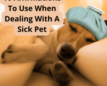 10 Affirmations To Use When Dealing With A Sick Pet
