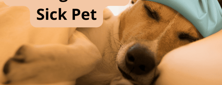 10 Affirmations To Use When Dealing With A Sick Pet