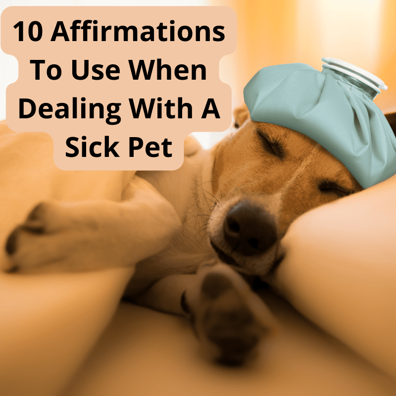 10 Affirmations To Use When Dealing With A Sick Pet